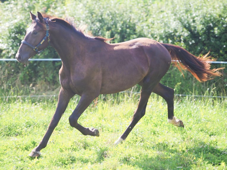 Selle Français Stallion 2 years 16 hh Grullo in Chateau Garnier