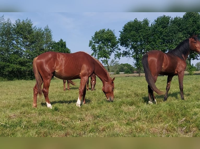 Selle Français Stallion 3 years 16.3 hh Chestnut-Red in POZNAŃ