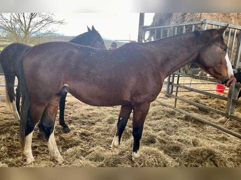 Selle Français Stallion 3 years 16 hh Brown in CLUNY