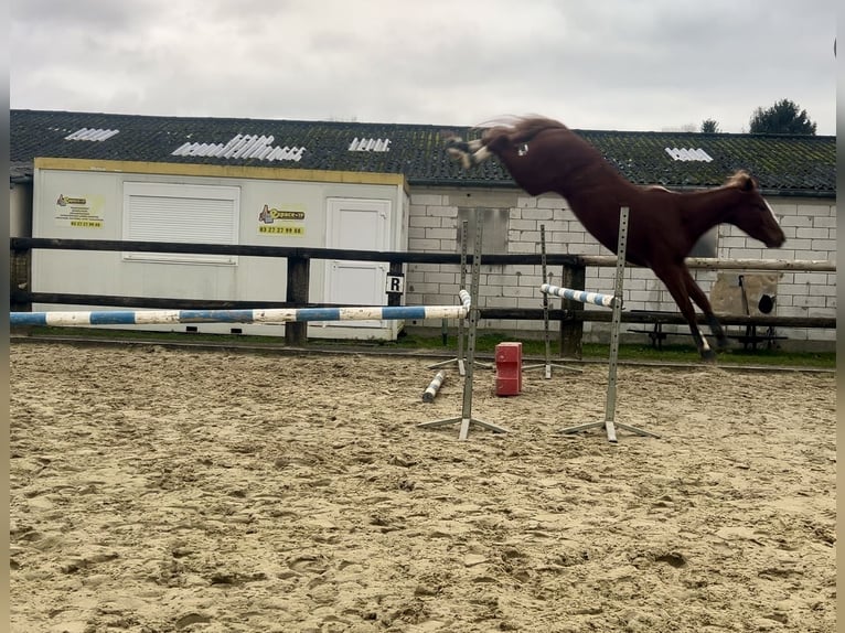 Selle Français Stallion 3 years 16 hh Chestnut-Red in Lille