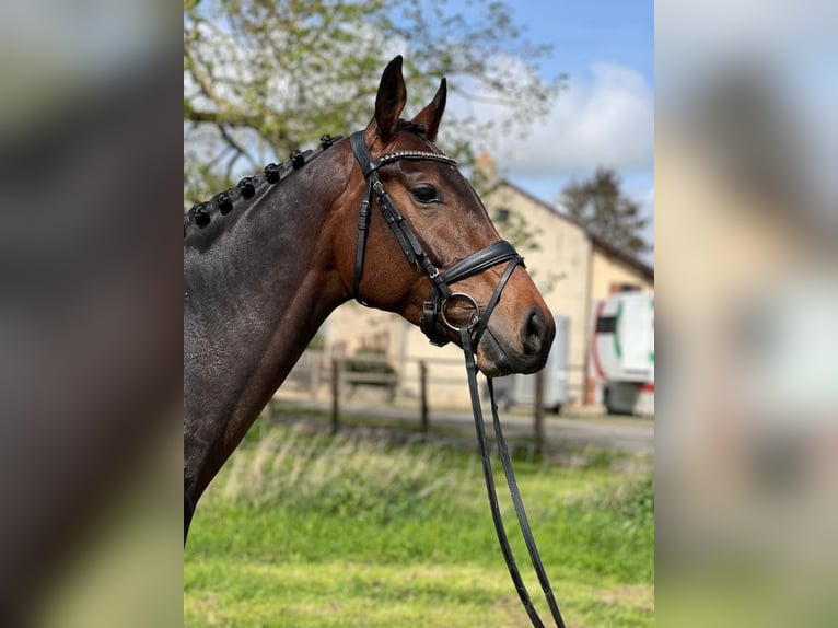 Selle Français Stallion 4 years 16,2 hh Smoky-Black in La ferte gaucher