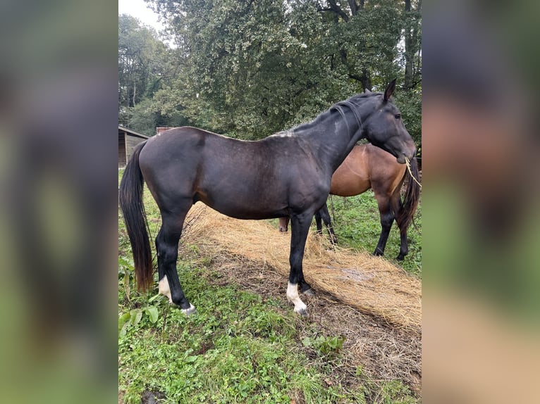 Selle Français Stallion 4 years 16 hh Black in Portet