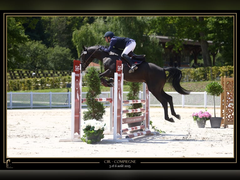 Selle Français Stallion 4 years 16,1 hh Black in Saint Martin de Nigelles