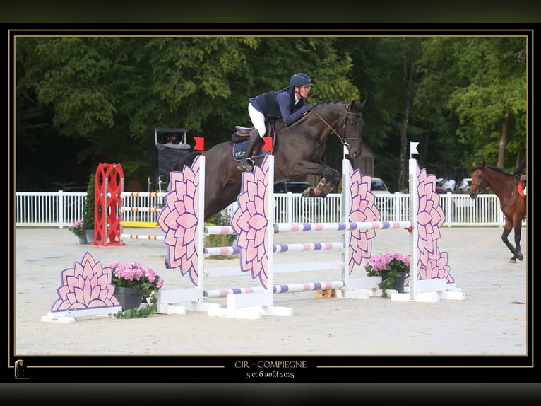 Selle Français Stallion 4 years 16,1 hh Black in Saint Martin de Nigelles