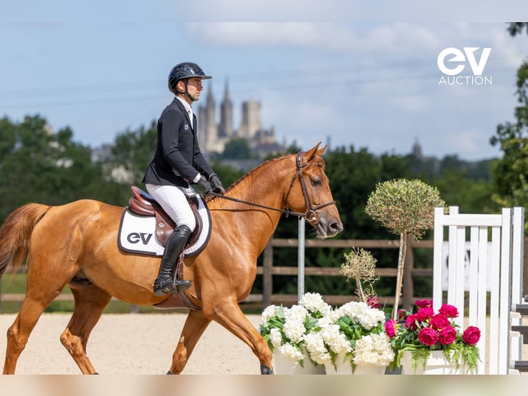 Selle Français Stallion 4 years 16,1 hh Chestnut-Red in Saint-Pierre-de-Coutances