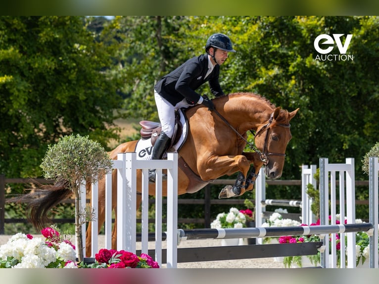 Selle Français Stallion 4 years 16,1 hh Chestnut-Red in Saint-Pierre-de-Coutances