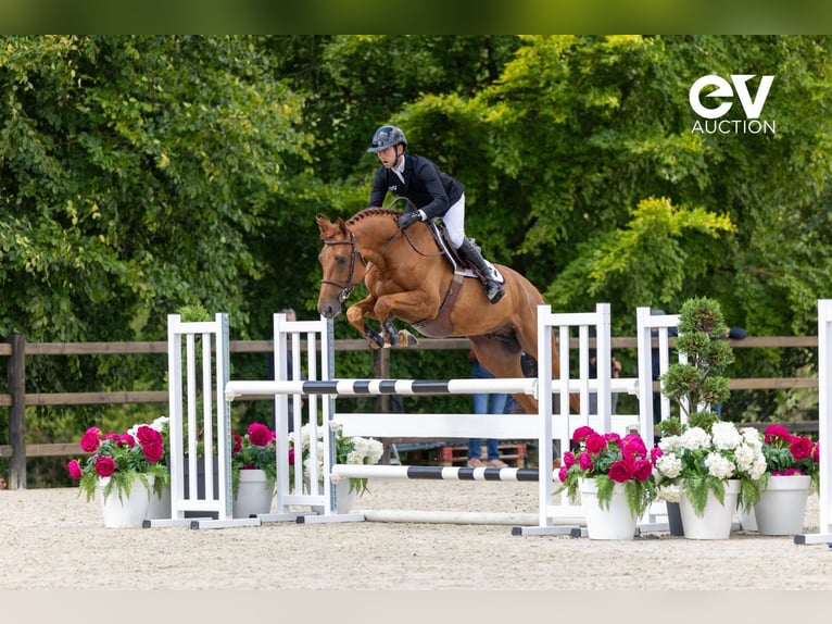 Selle Français Stallion 4 years 16,1 hh Chestnut-Red in Saint-Pierre-de-Coutances