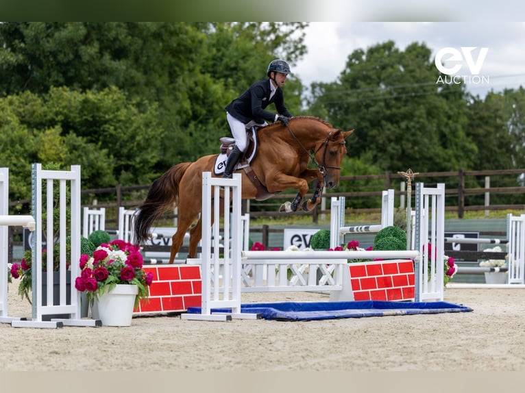Selle Français Stallion 4 years 16,1 hh Chestnut-Red in Saint-Pierre-de-Coutances
