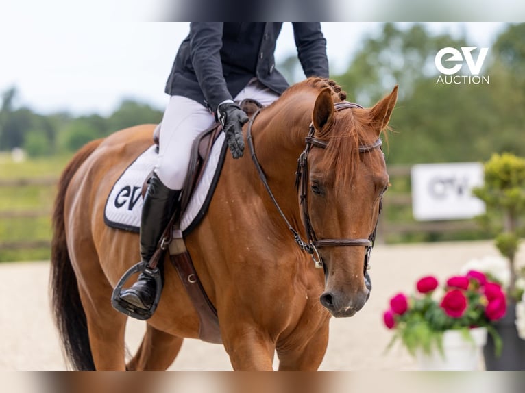 Selle Français Stallion 4 years 16,1 hh Chestnut-Red in Saint-Pierre-de-Coutances