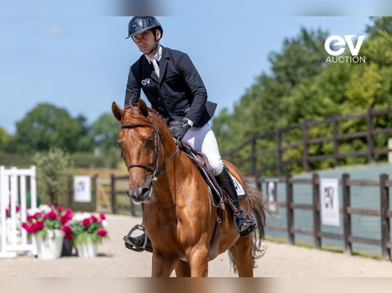 Selle Français Stallion 4 years 16,1 hh Chestnut-Red in Saint-Pierre-de-Coutances