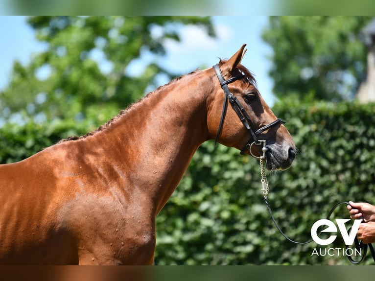 Selle Français Stallion 4 years 16,1 hh Chestnut-Red in Saint-Pierre-de-Coutances