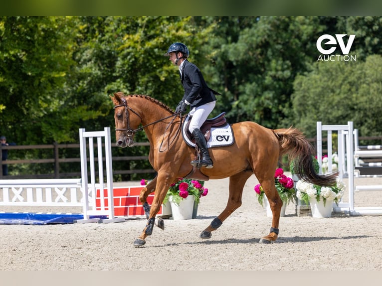 Selle Français Stallion 4 years 16,1 hh Chestnut-Red in Saint-Pierre-de-Coutances