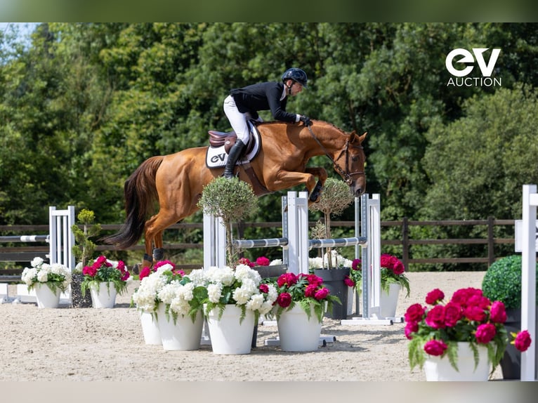 Selle Français Stallion 4 years 16,1 hh Chestnut-Red in Saint-Pierre-de-Coutances