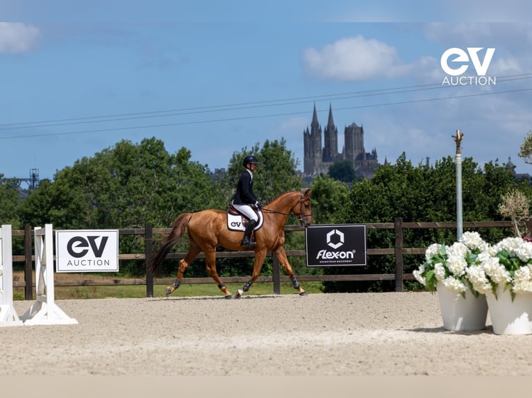 Selle Français Stallion 4 years 16,1 hh Chestnut-Red in Saint-Pierre-de-Coutances