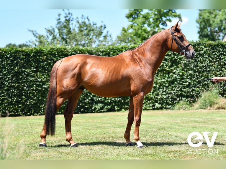 Selle Français Stallion 4 years 16,1 hh Chestnut-Red in Saint-Pierre-de-Coutances