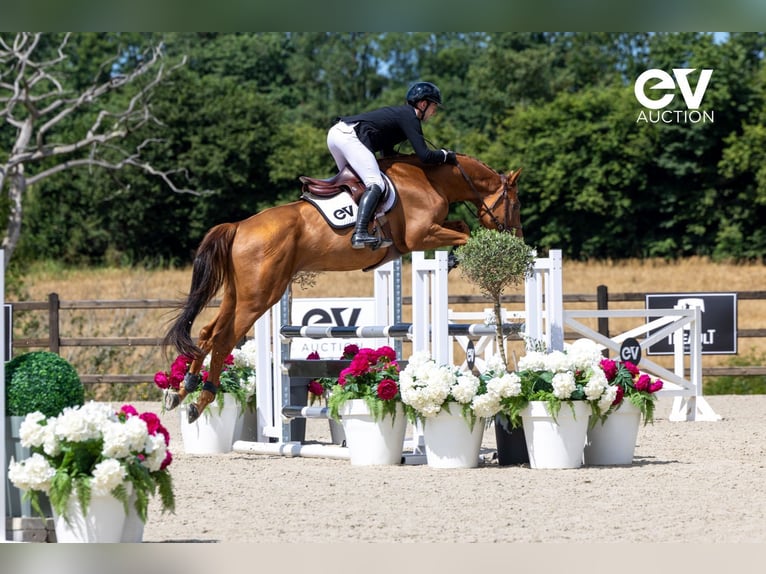 Selle Français Stallion 4 years 16,1 hh Chestnut-Red in Saint-Pierre-de-Coutances