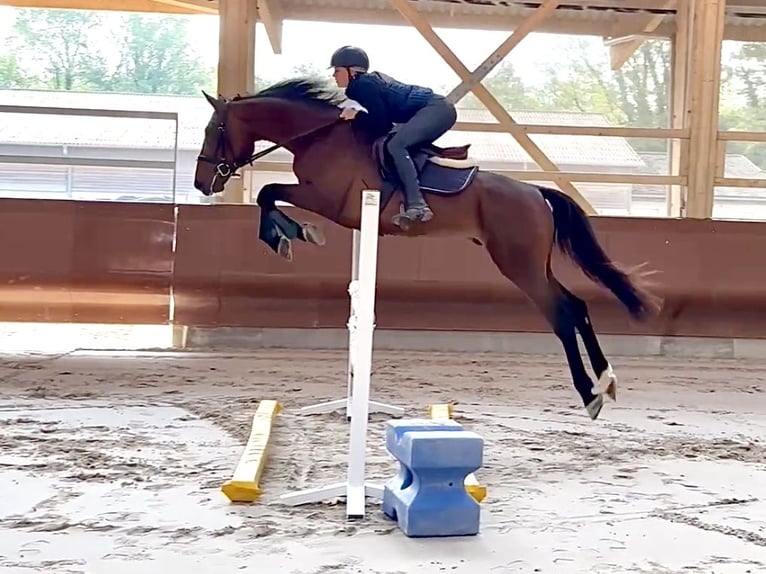 Selle Français Stallion 4 years 16,2 hh Brown in Divonne
