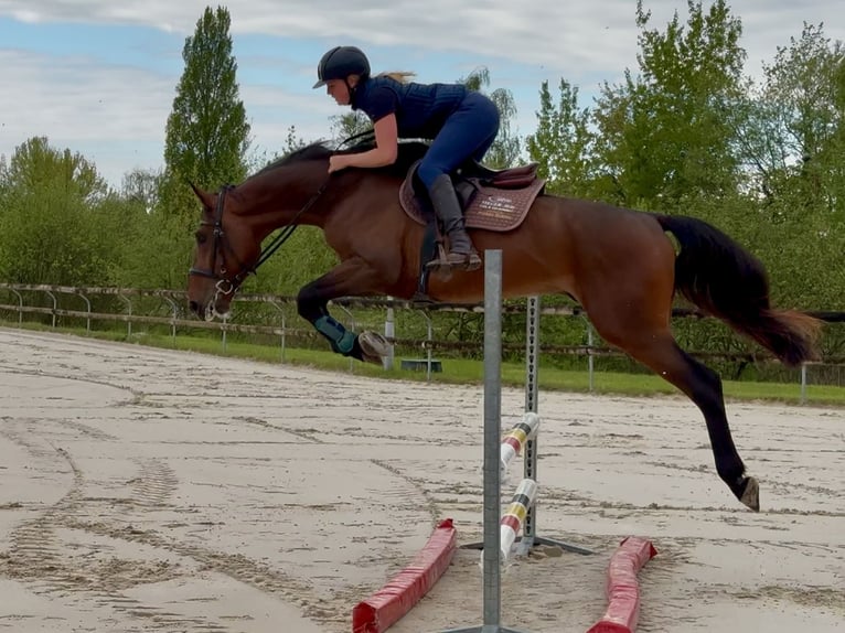 Selle Français Stallion 4 years 16,2 hh Brown in Divonne