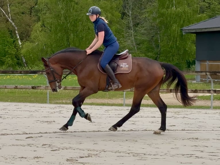 Selle Français Stallion 4 years 16,2 hh Brown in Divonne