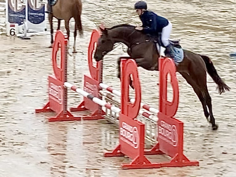 Selle Français Stallion 4 years 16,2 hh Brown in Divonne
