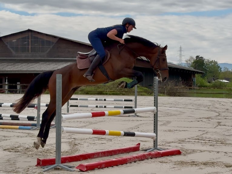 Selle Français Stallion 4 years 16,2 hh Brown in Divonne