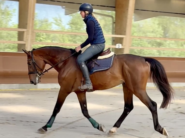 Selle Français Stallion 4 years 16,2 hh Brown in Divonne