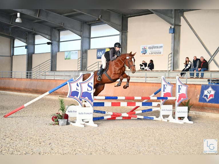 Selle Français Stallion 4 years 16,3 hh Chestnut-Red in Vénéjan