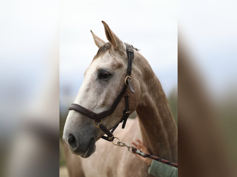 Selle Français Stallion 4 years 17 hh in Saint André de cruzieres