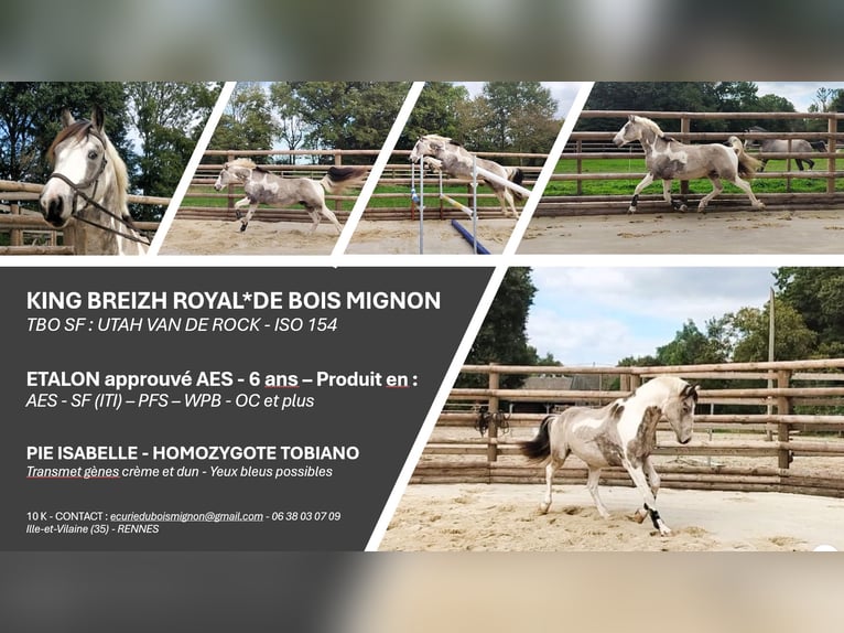 Selle Français Mix Stallion 6 years 15 hh Tobiano-all-colors in Hédé