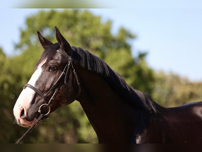 Selle Français Stallion 7 years 16.2 hh Black in Villaviciosa De Odon