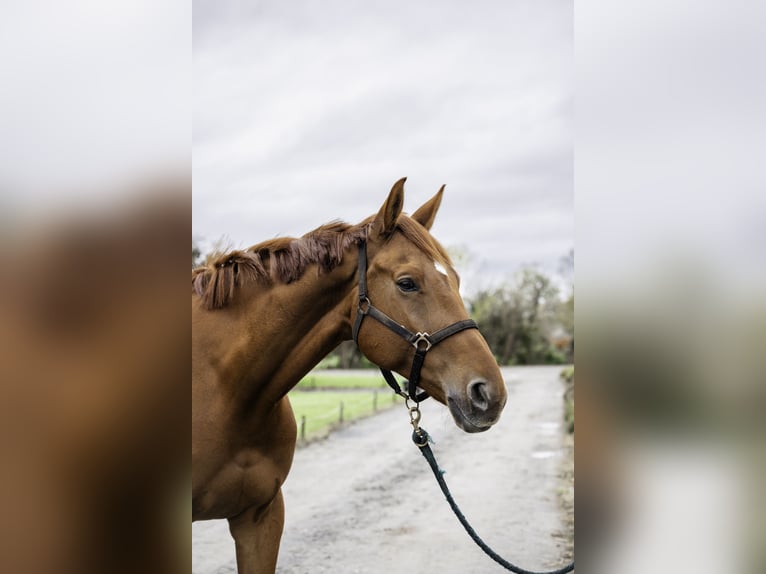 Selle Français Stallion 7 years 16,2 hh Chestnut-Red in Caen