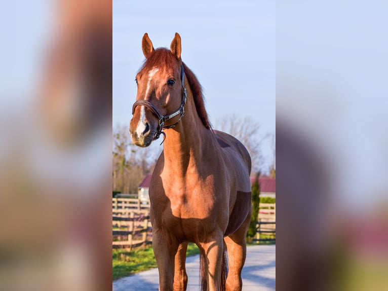 Selle Français Stallion 8 years 16 hh Chestnut-Red in Lons le Saunier