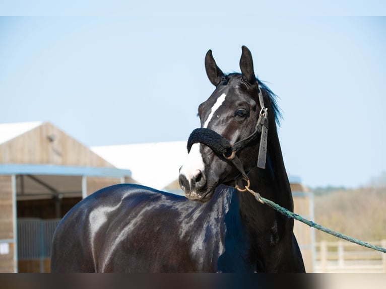 Selle Français Stallion 8 years 16,3 hh Smoky-Black in Saint Lô