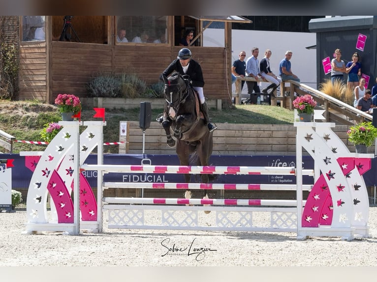 Selle Français Stallion 8 years 16,3 hh Smoky-Black in Saint Lô