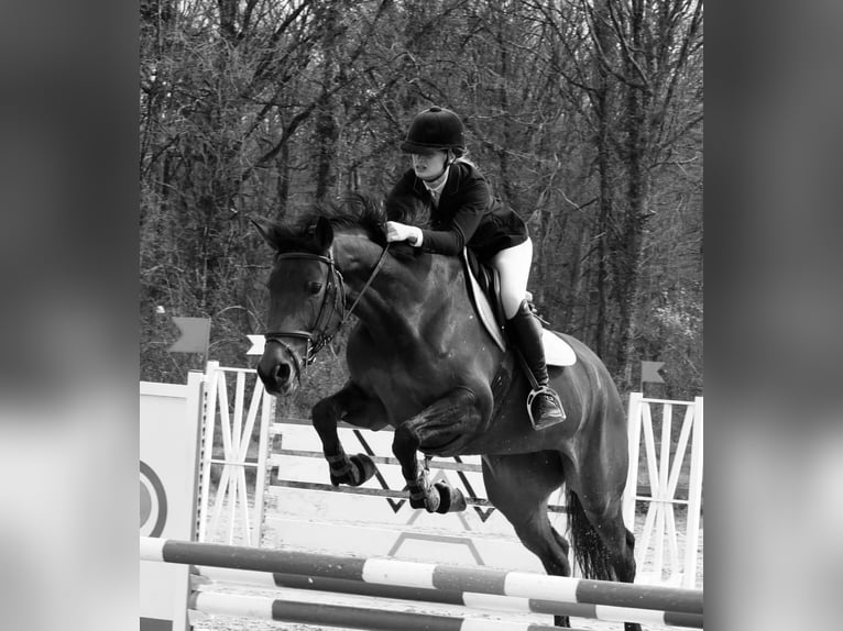 Selle Français Stallion 9 years 16,1 hh Brown in Souvigny-En-Sologne