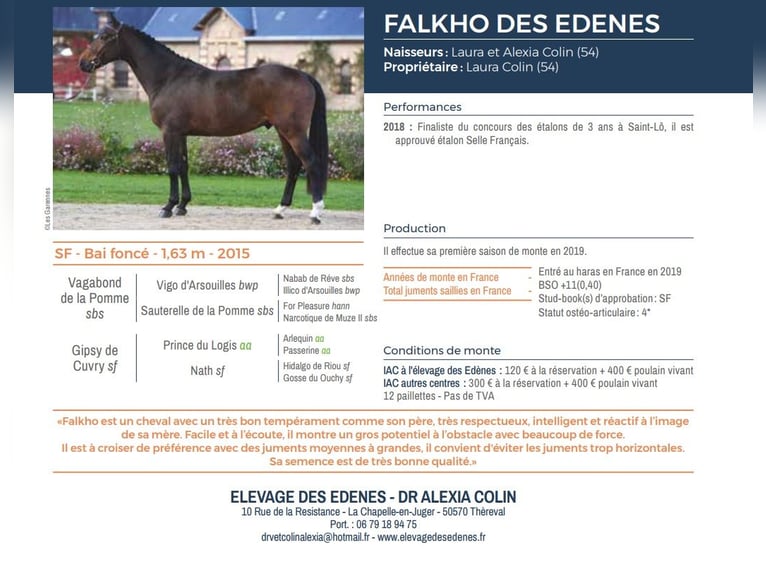 Selle Français Stallion 9 years 16 hh Brown in La Chapelle en Juger, Basse-Normandie