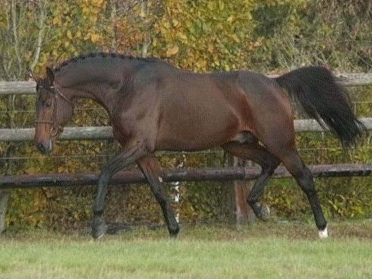 Selle Français Stallion Bay-Dark in GOVEN