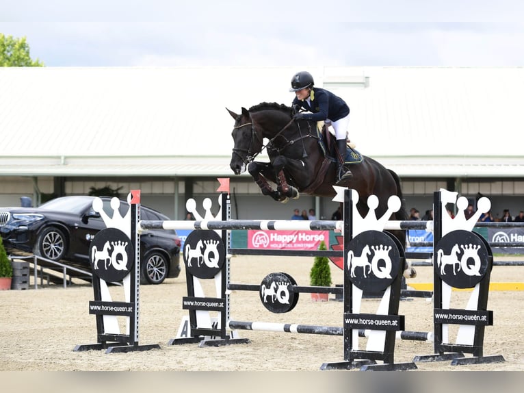 Selle Français Stallion Bay-Dark in Pfarrkirchen