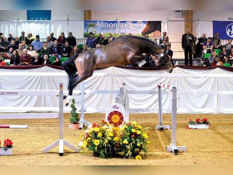 Selle Français Stallion Brown in Pfarrkirchen