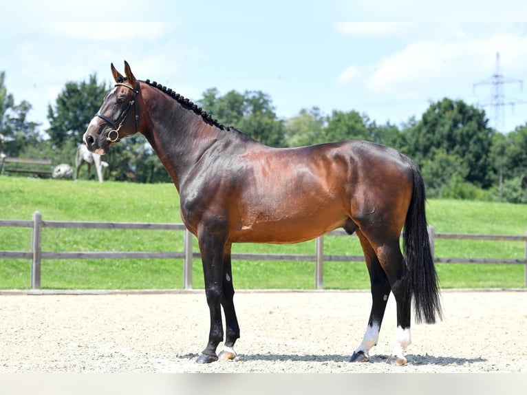 Selle Français Stallion Brown in Pfarrkirchen