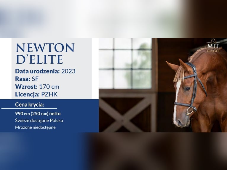 Selle Français Stallion Chestnut-Red in Marcelewo