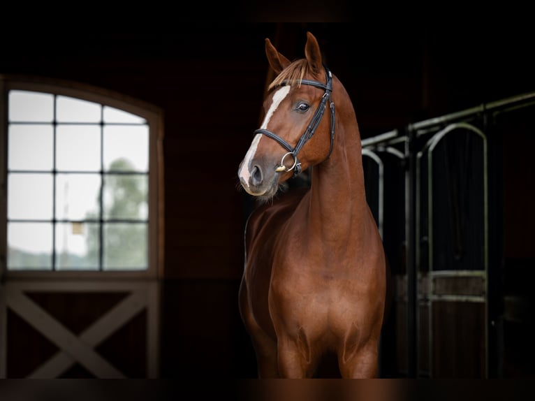 Selle Français Stallion Chestnut-Red in Marcelewo