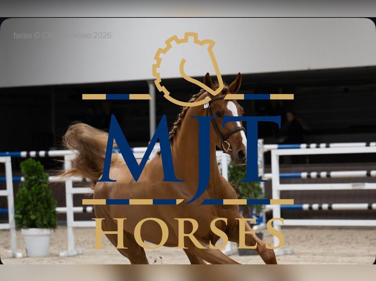 Selle Français Stallion Chestnut-Red in Marcelewo