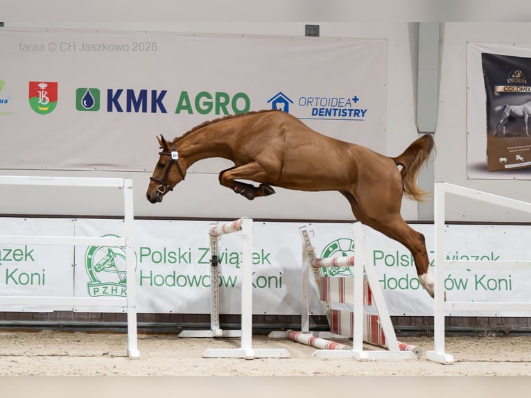 Selle Français Stallion Chestnut-Red in Marcelewo