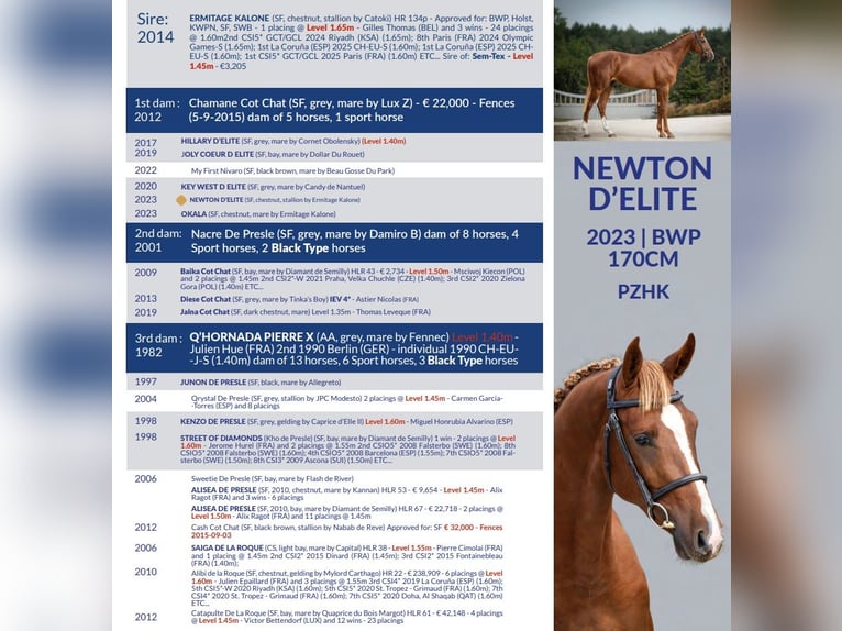 Selle Français Stallion Chestnut-Red in Marcelewo