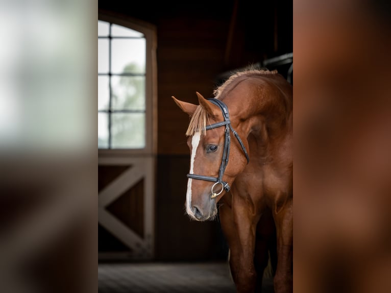 Selle Français Stallion Chestnut-Red in Marcelewo