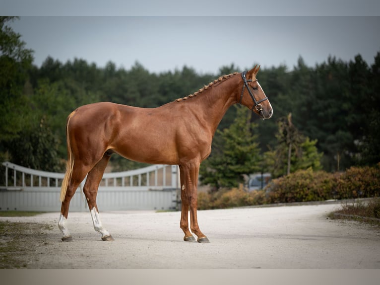 Selle Français Stallion Chestnut-Red in Marcelewo