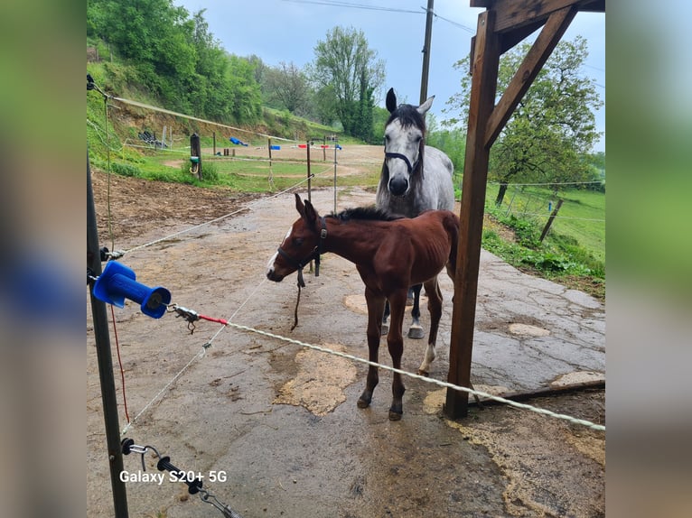 Selle Français Stallion Foal (04/2024) 11,1 hh Brown in Strenquels