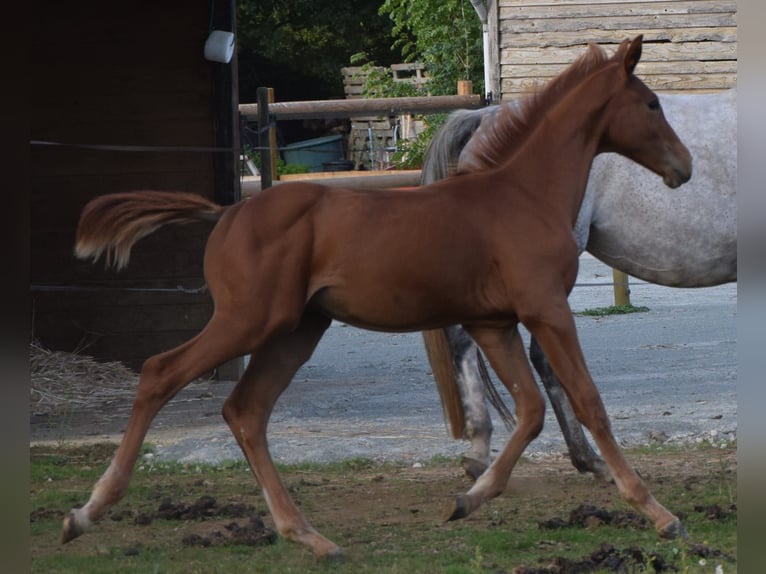 Selle Français Stallion Foal (01/2025) 12,2 hh Chestnut-Red in Lombron