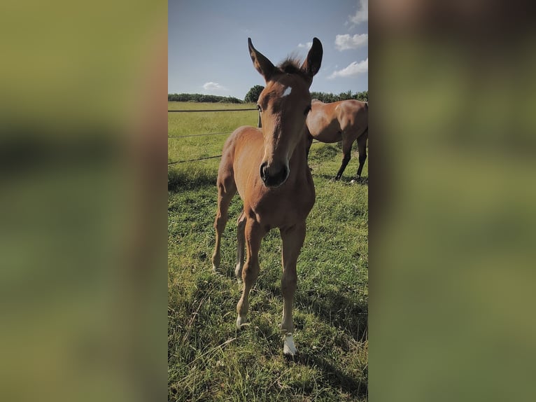 Selle Français Stallion Foal (03/2024) 16,1 hh Brown in Vendome